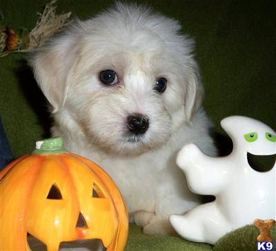 Puppies in IL